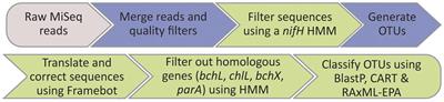 Evaluation of Primers Targeting the Diazotroph Functional Gene and Development of NifMAP – A Bioinformatics Pipeline for Analyzing nifH Amplicon Data